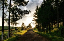 Travel Grant
